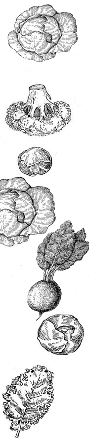 Épure, cuisine et condiments